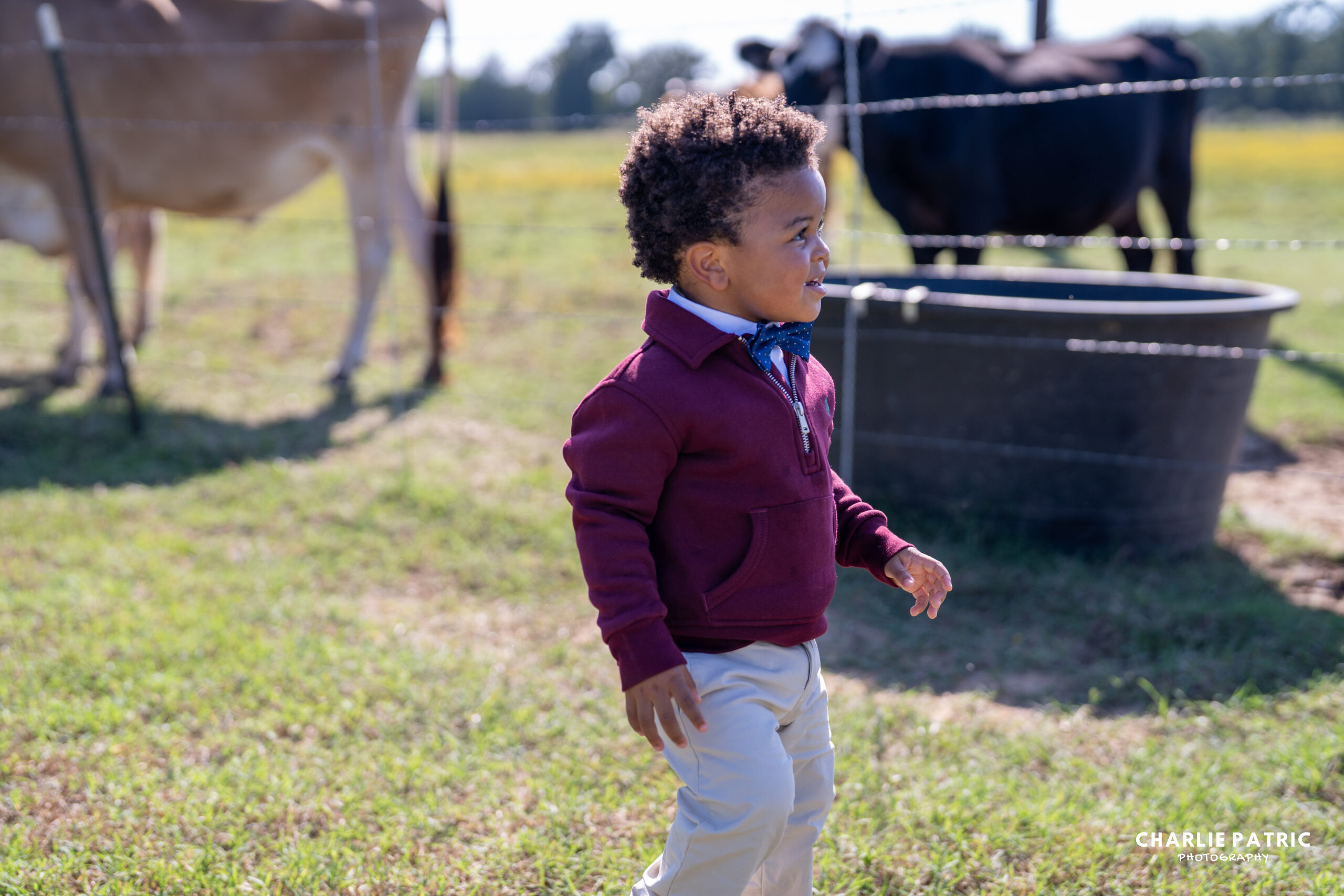 A young boy in a maroon jacket and khaki pants walks outdoors near cows in a fenced pasture on a sunny day—an ideal scene to capture with our Frisco event photography packages.