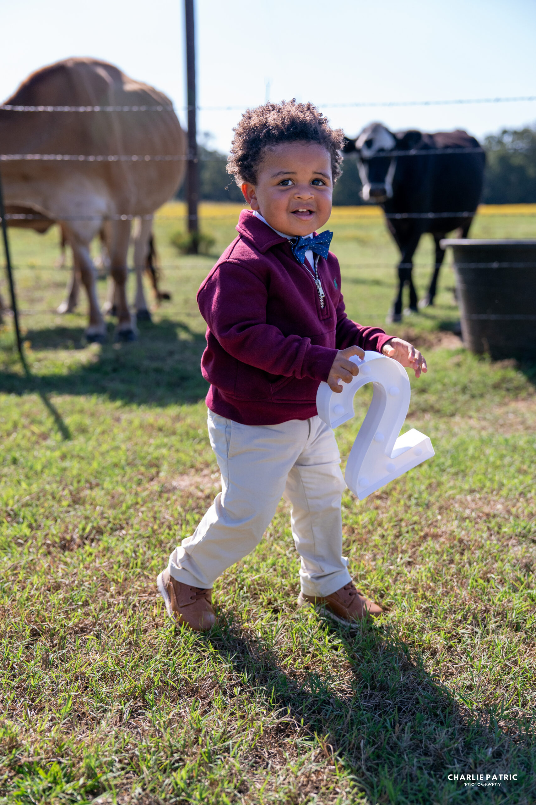 A young child holding a large number two cutout walks on grass near two cows in a fenced pasture, highlighting an ideal event venue choice for outdoor celebrations on a sunny day.